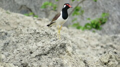 Vanellus indicus