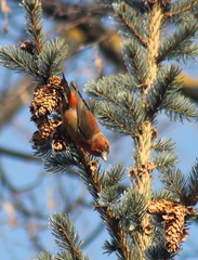 Loxia curvirostra