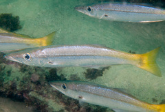 Dinolestes lewini