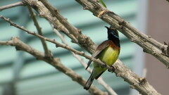 Cinnyris jugularis