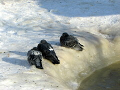Columba livia