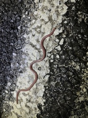 Typhlopidae