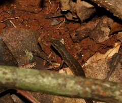 Saproscincus spectabilis