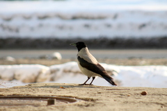 Corvus cornix