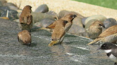 Lonchura punctulata