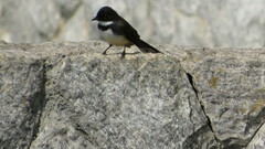 Rhipidura javanica