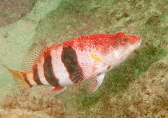 Hypoplectrodes nigroruber