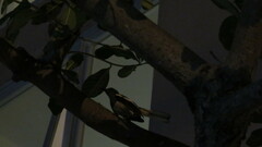 Copsychus saularis