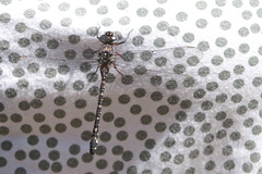 Austroaeschna multipunctata