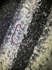 Typhlopidae