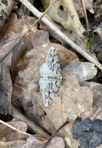 Agriopis leucophaearia