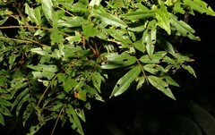 Austrosteenisia glabristyla