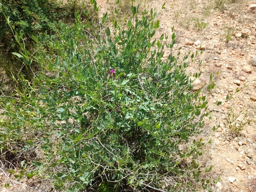 Image of Otoptera burchellii by no rights reserved