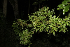 Austrosteenisia glabristyla