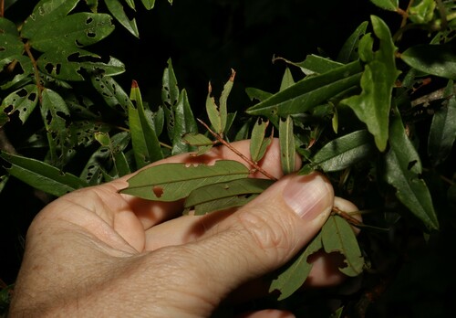 Image of Austrosteenisia glabristyla by (c) Greg Tasney, some rights reserved (CC BY-SA)