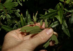 Austrosteenisia glabristyla
