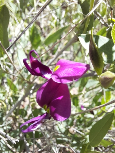 Image of Purple Desert Bean (Otoptera burchellii) by no rights reserved