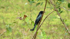 Dicrurus hottentottus