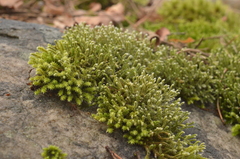 Hedwigia stellata