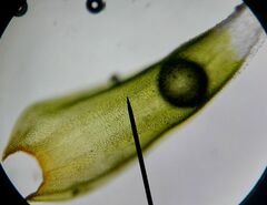 Hedwigia stellata