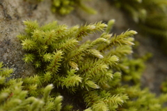 Hedwigia stellata