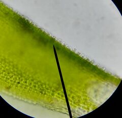 Hedwigia stellata