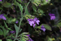 Clinopodium grandiflorum
