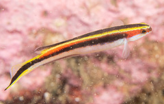 Trachinops taeniatus