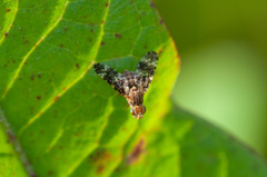 Oxyna flavipennis