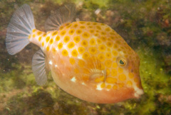 Anoplocapros inermis