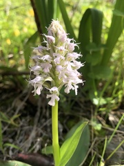 Neotinea conica