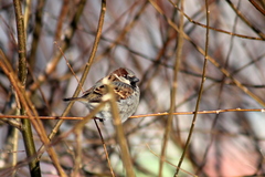 Passer domesticus