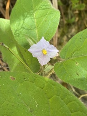 Solanum densevestitum