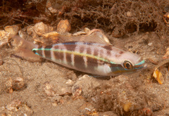Pentapodus paradiseus