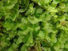 Fossombronia angulosa