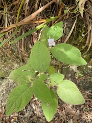 Solanum densevestitum