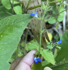 Salvia misella