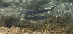 Carcharhinus obscurus