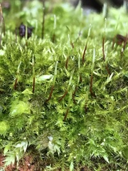 Eurhynchium