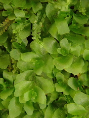 Fossombronia angulosa