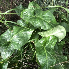 Arum italicum