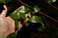 Pseudoweinmannia lachnocarpa