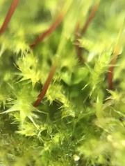 Eurhynchium