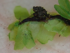 Fossombronia angulosa