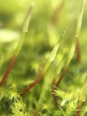 Eurhynchium