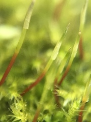 Eurhynchium