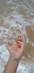 Gastropoda