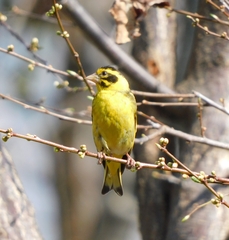 Chloris spinoides