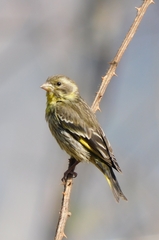 Chloris spinoides