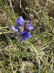 Tradescantia ohiensis